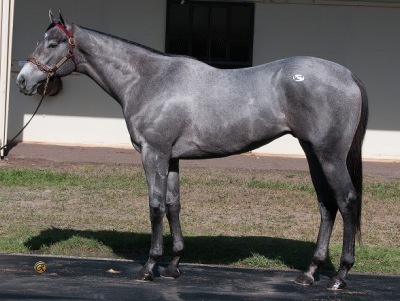 © Eddie Woods at OBS June 2015 Hip 932 obsj15 Candy Ride_ARG-SpookyMinister 13c