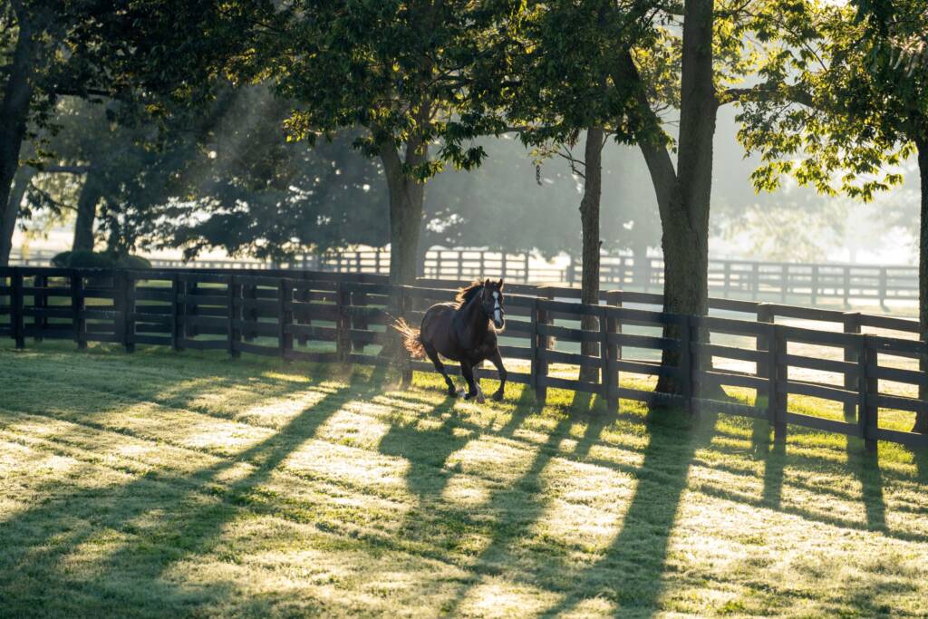 Into Mischief at Spendthrift Farm