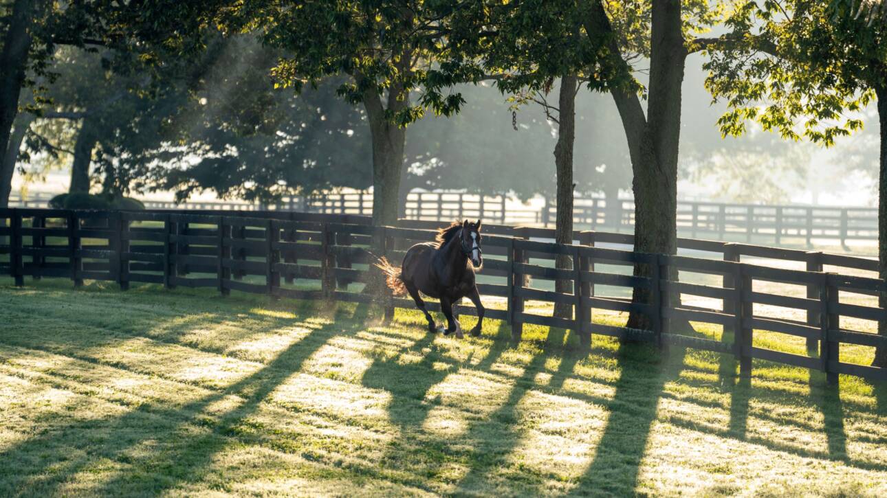 Into Mischief at Spendthrift Farm