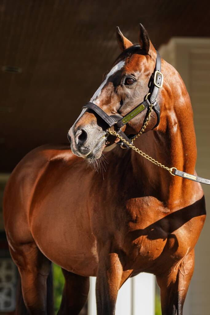 Into Mischief at Spendthrift Farm