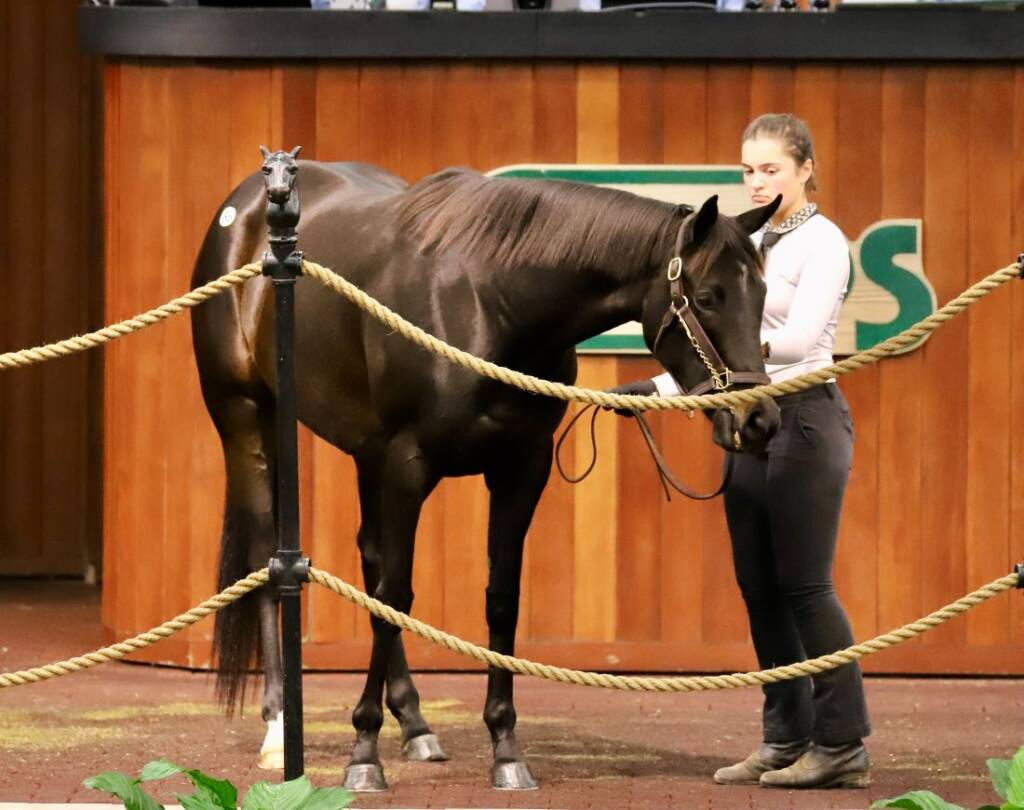 Hip 56 Last Leaf at the 2025 OBS January Winter Mixed Sale