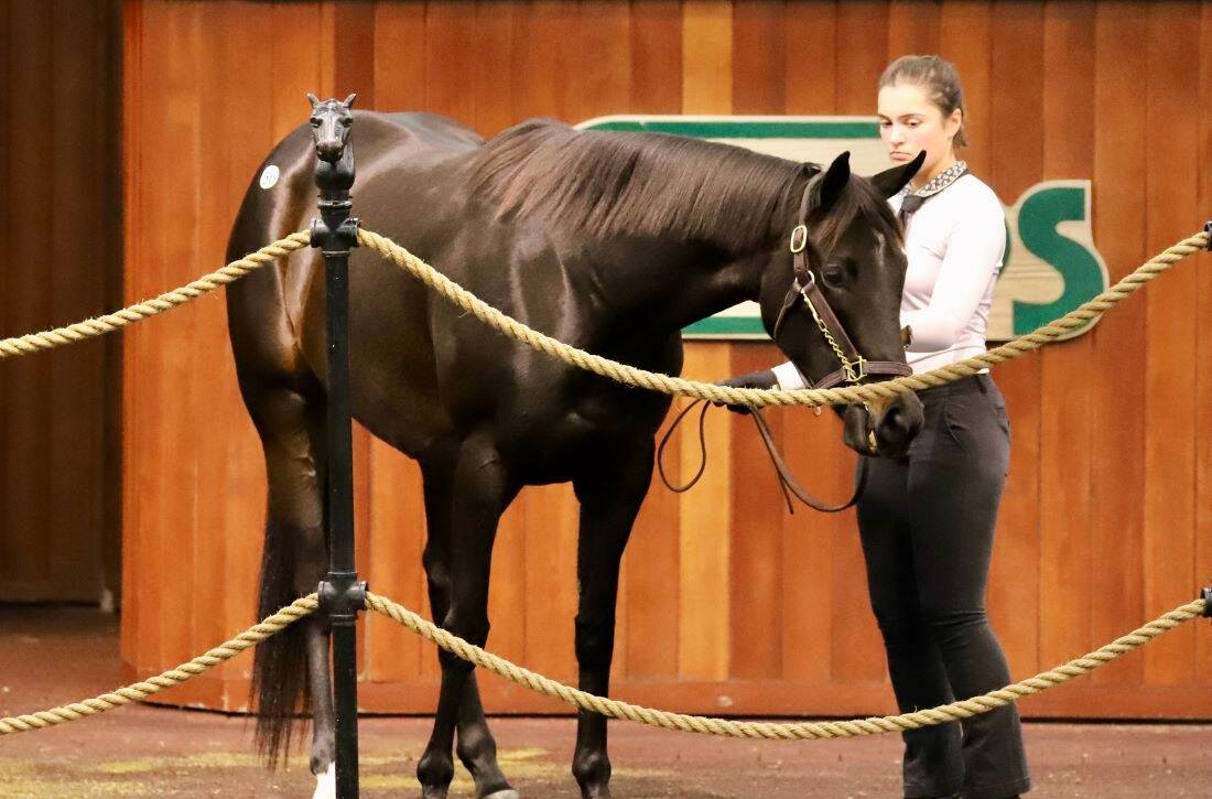 Hip 56 Last Leaf at the 2025 OBS January Winter Mixed Sale