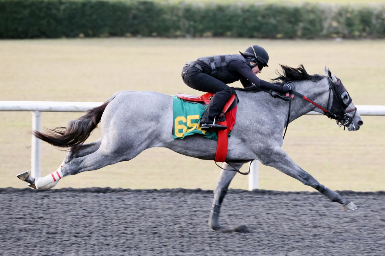 OBS Catalogues 816 for 2026 March Two-Year-Olds in Training Sale